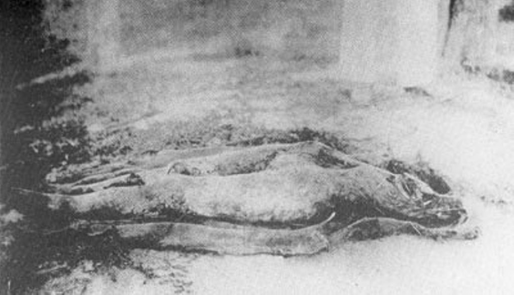 Станция Снегиревка, под Харьковом. Труп замученной женщины. На теле не было найдено одежды. Голова и плечи были отрублены (при вскрытии могилы найдены так и не были). 